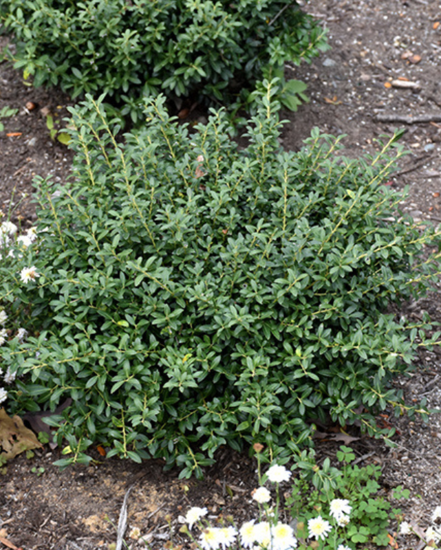 Ilex 'Soft Touch'