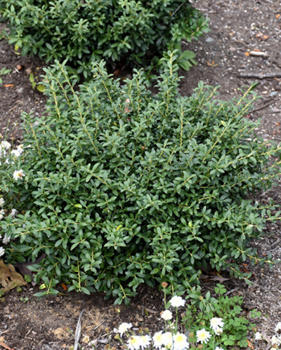 Ilex 'Soft Touch'