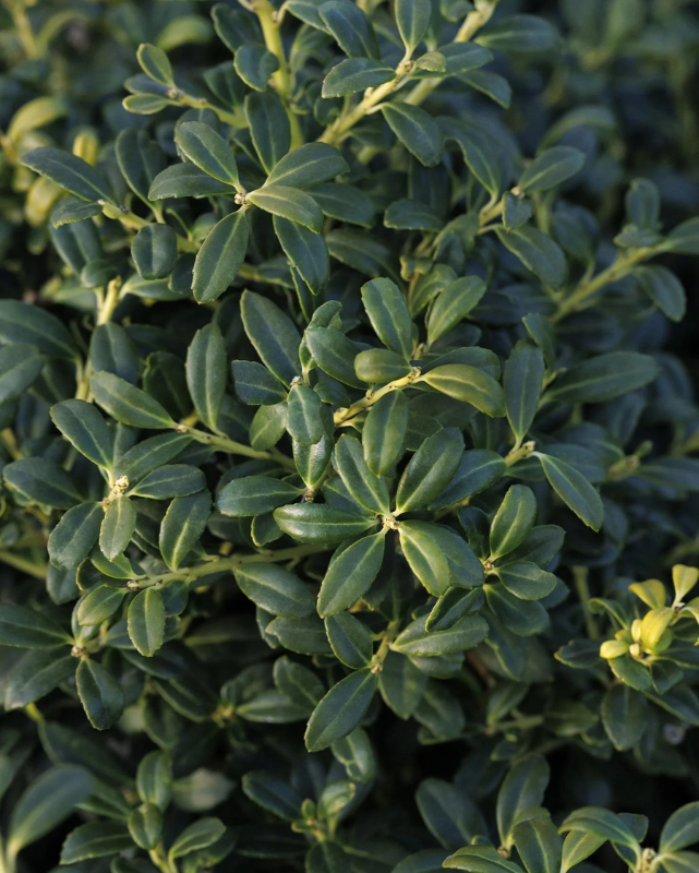 Ilex 'Soft Touch'