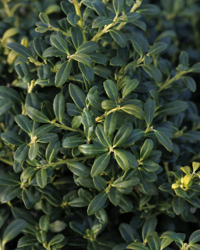 Ilex 'Soft Touch'
