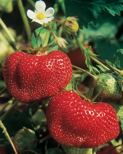 FRUIT - Strawberry - Ozark Beauty