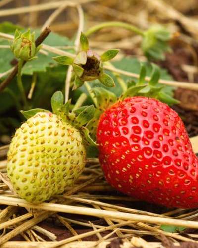FRUIT - Strawberry - Eversweet