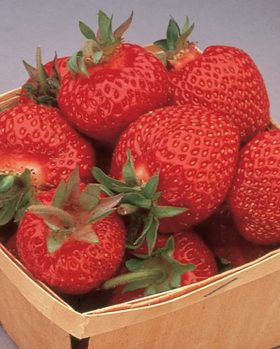 FRUIT - Strawberry - Eversweet