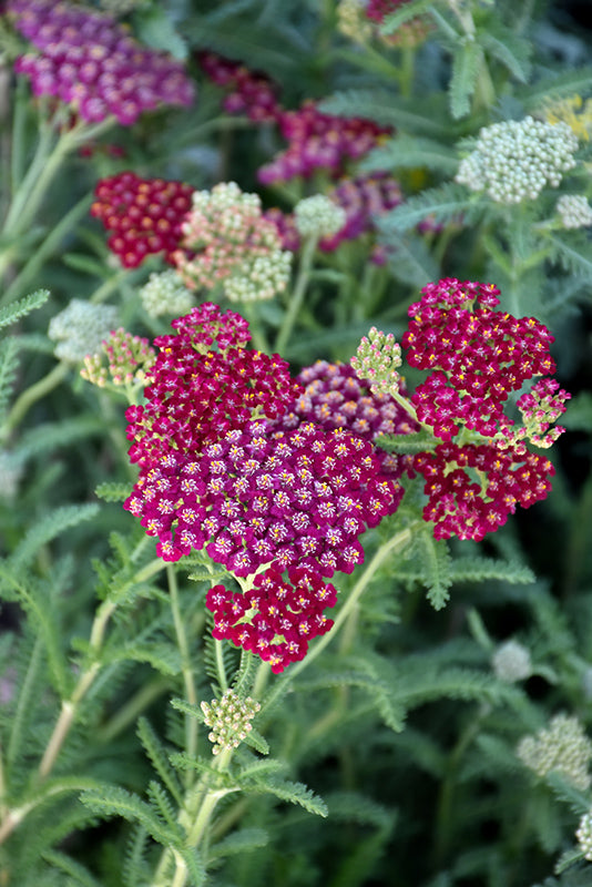 Achillea New Vintage™ 'Red'