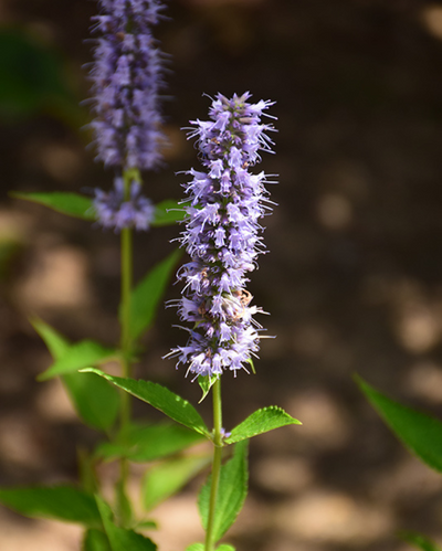 Agastache 'Blue Fortune'