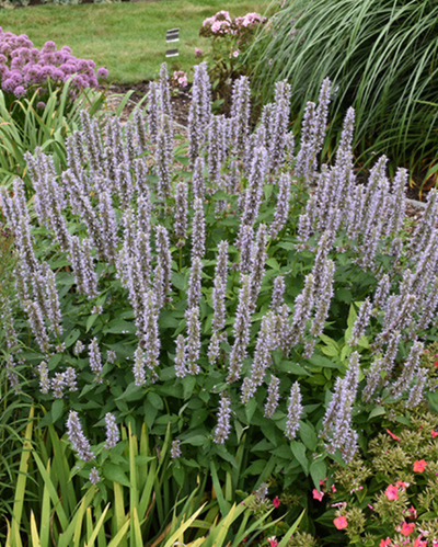 Agastache 'Blue Fortune'