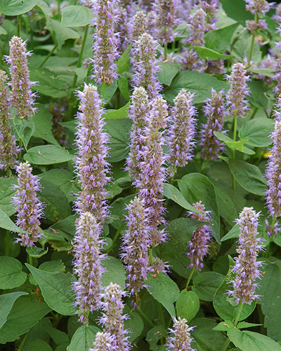 Agastache 'Blue Fortune'
