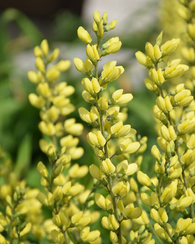 Baptisia 'American Goldfinch'