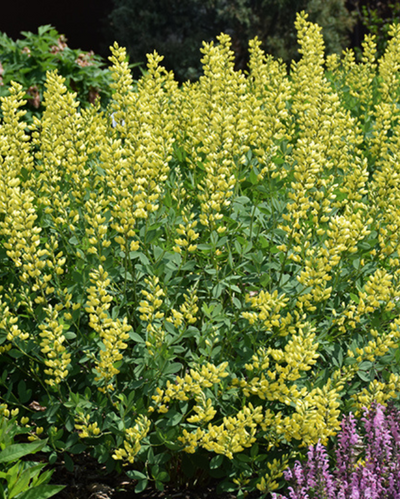 Baptisia 'American Goldfinch'