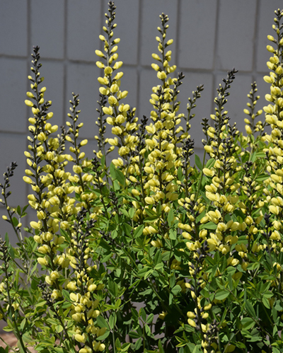 Baptisia 'American Goldfinch'