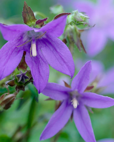 Campanula 'Blue Waterfall'