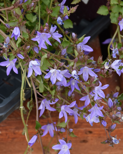 Campanula 'Blue Waterfall'