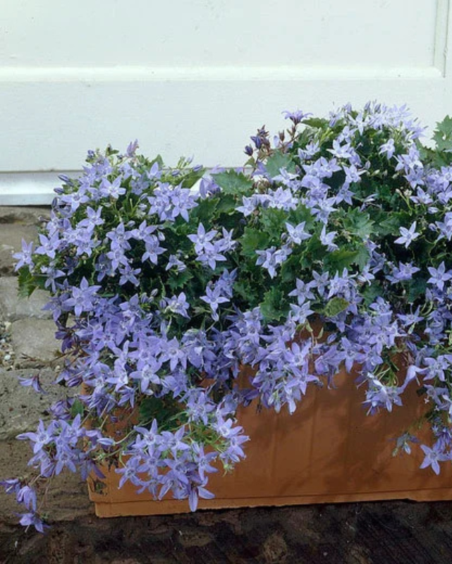 Campanula 'Blue Waterfall'