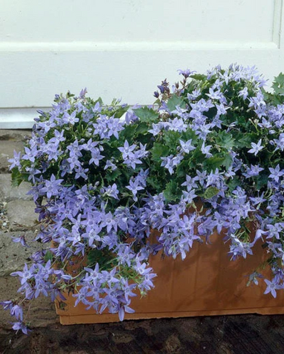 Campanula 'Blue Waterfall'