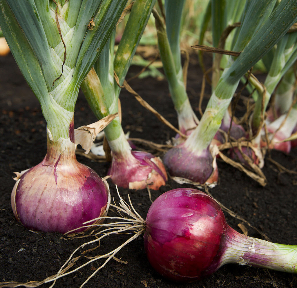 VEG - Onion - Red