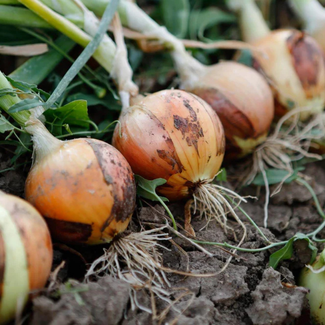 VEG - Onion - Yellow Sweet