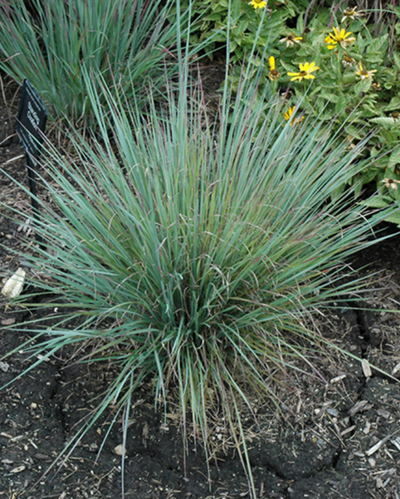 Grass - Schizachyrium 'Standing Ovation'