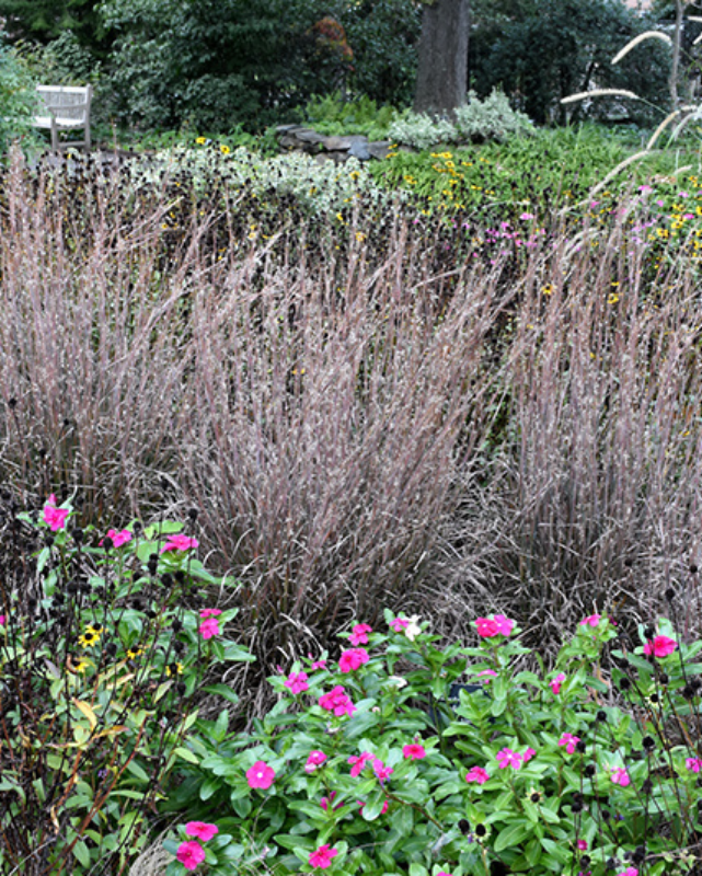 Grass - Schizachyrium 'Standing Ovation'