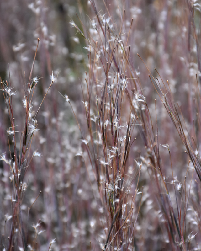 Grass - Schizachyrium 'Standing Ovation'