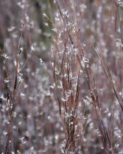 Grass - Schizachyrium 'Standing Ovation'