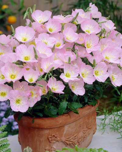 Oenothera 'Siskiyou'