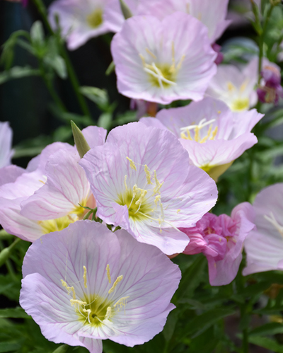 Oenothera 'Siskiyou'