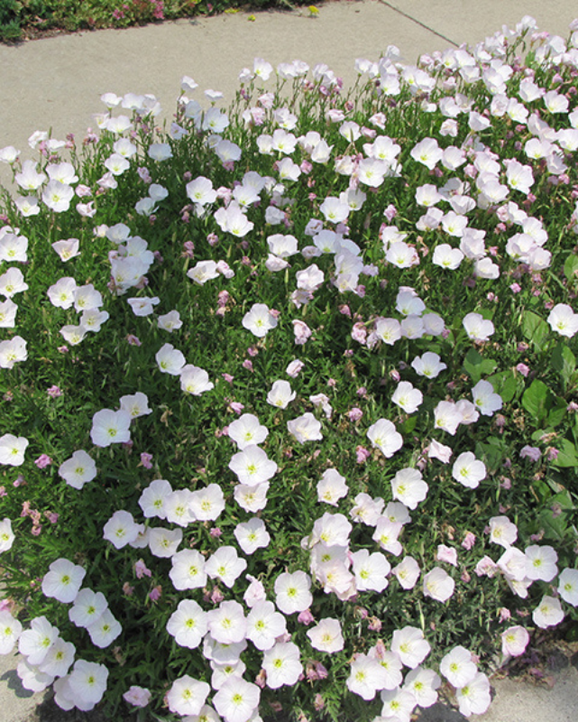 Oenothera 'Siskiyou'