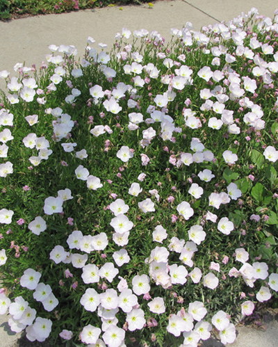 Oenothera 'Siskiyou'