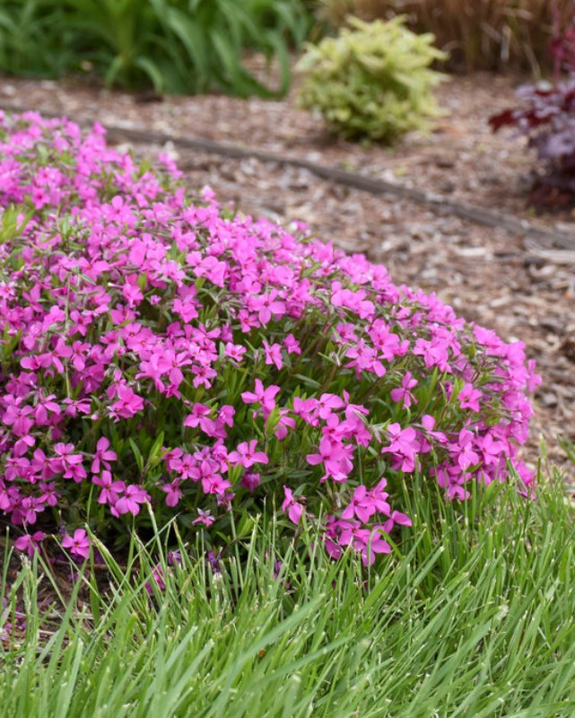 Phlox 'Magenta Sprite' (PW)