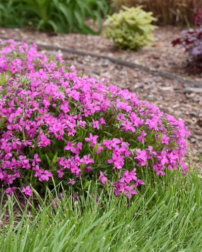 Phlox 'Magenta Sprite' (PW)