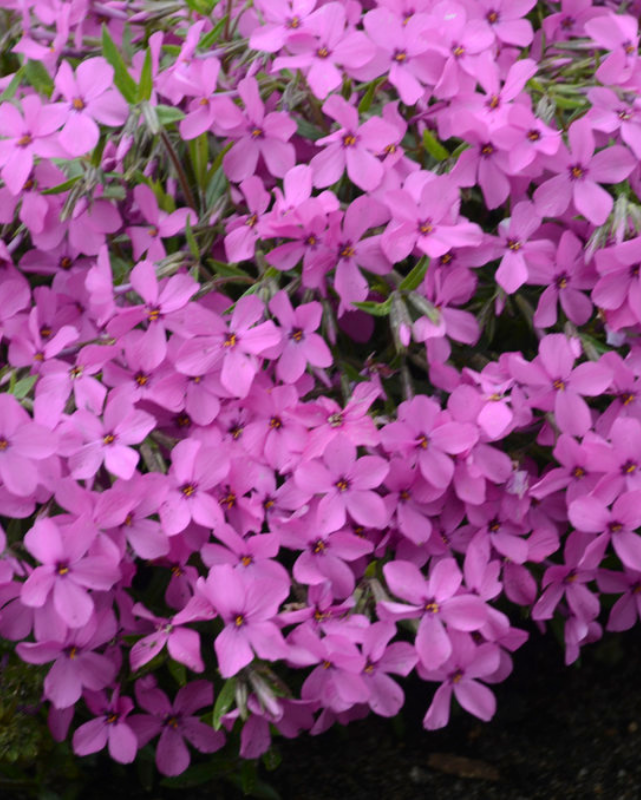 Phlox 'Magenta Sprite' (PW)