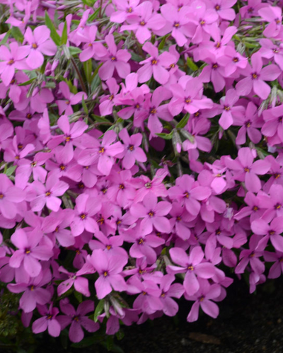 Phlox 'Magenta Sprite' (PW)