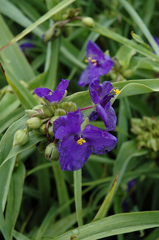 Tradescantia 'Zwanenburg Blue'