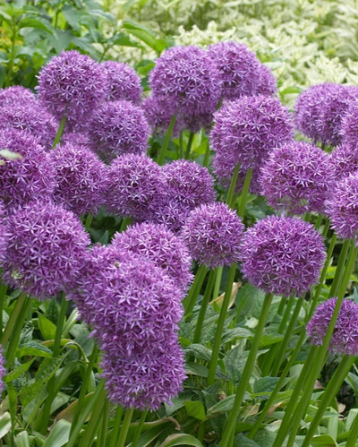 Allium 'Globemaster'