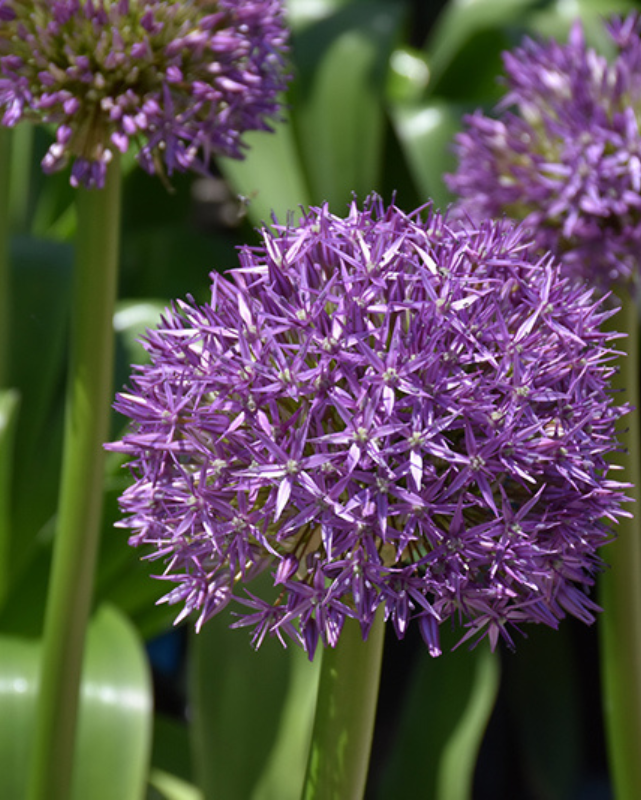 Allium 'Globemaster'