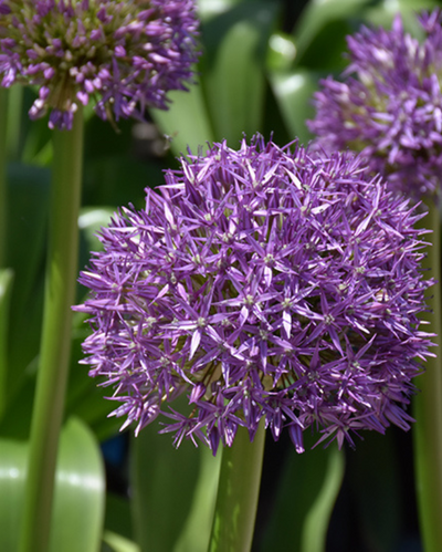 Allium 'Globemaster'