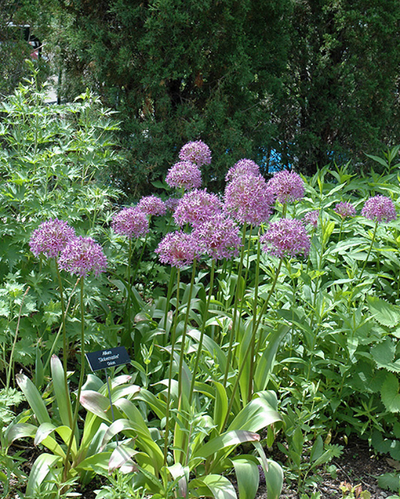 Allium 'Globemaster'