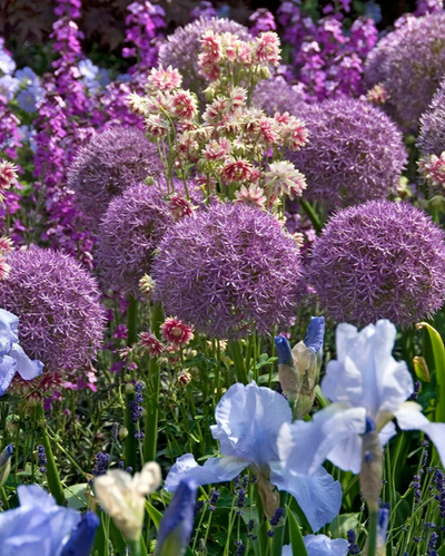 Allium 'Globemaster'