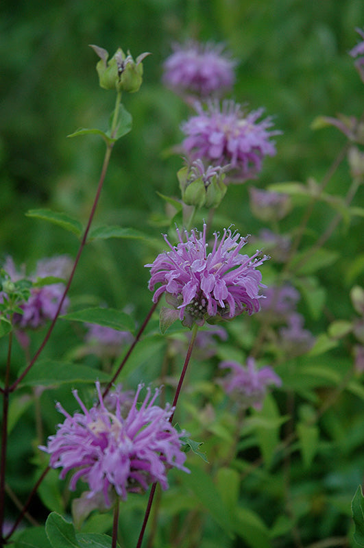Monarda fistulosa (Wild Bergamot) *TB*