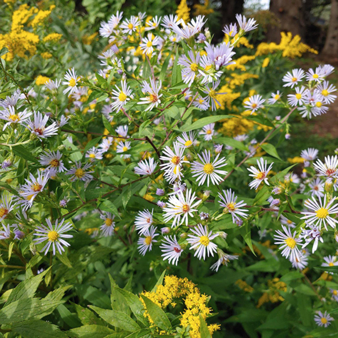 Symphyotrichum novi-belgii (New York Aster) *TB*