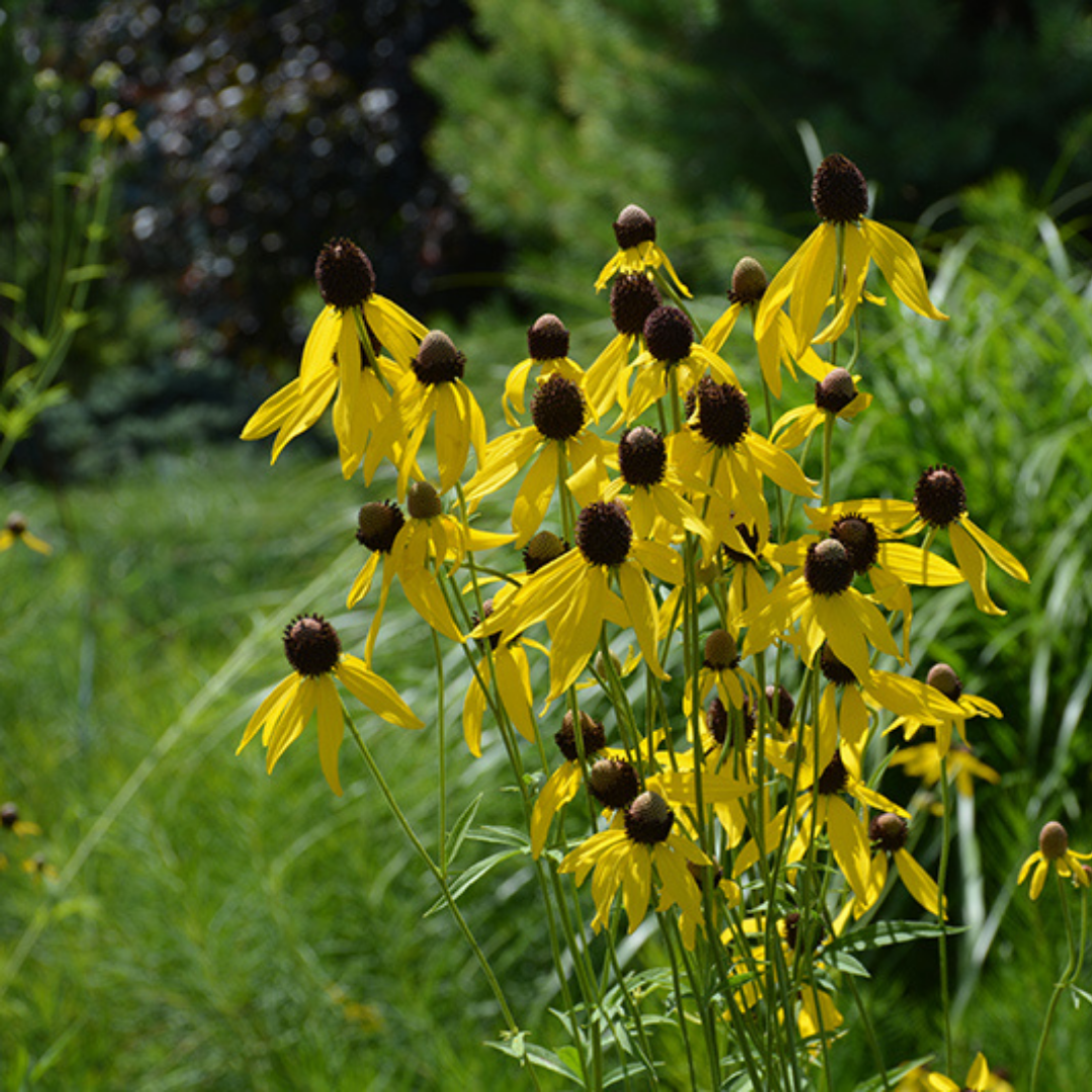 Ratibida pinnata (Yellow Prairie Coneflower) *TB*