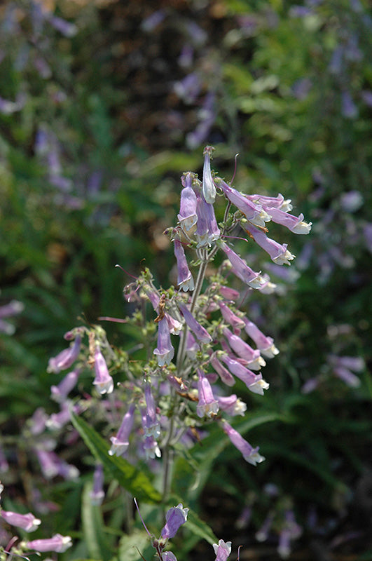 Penstemon hirsutus (Hairy Beardtongue) *TB*