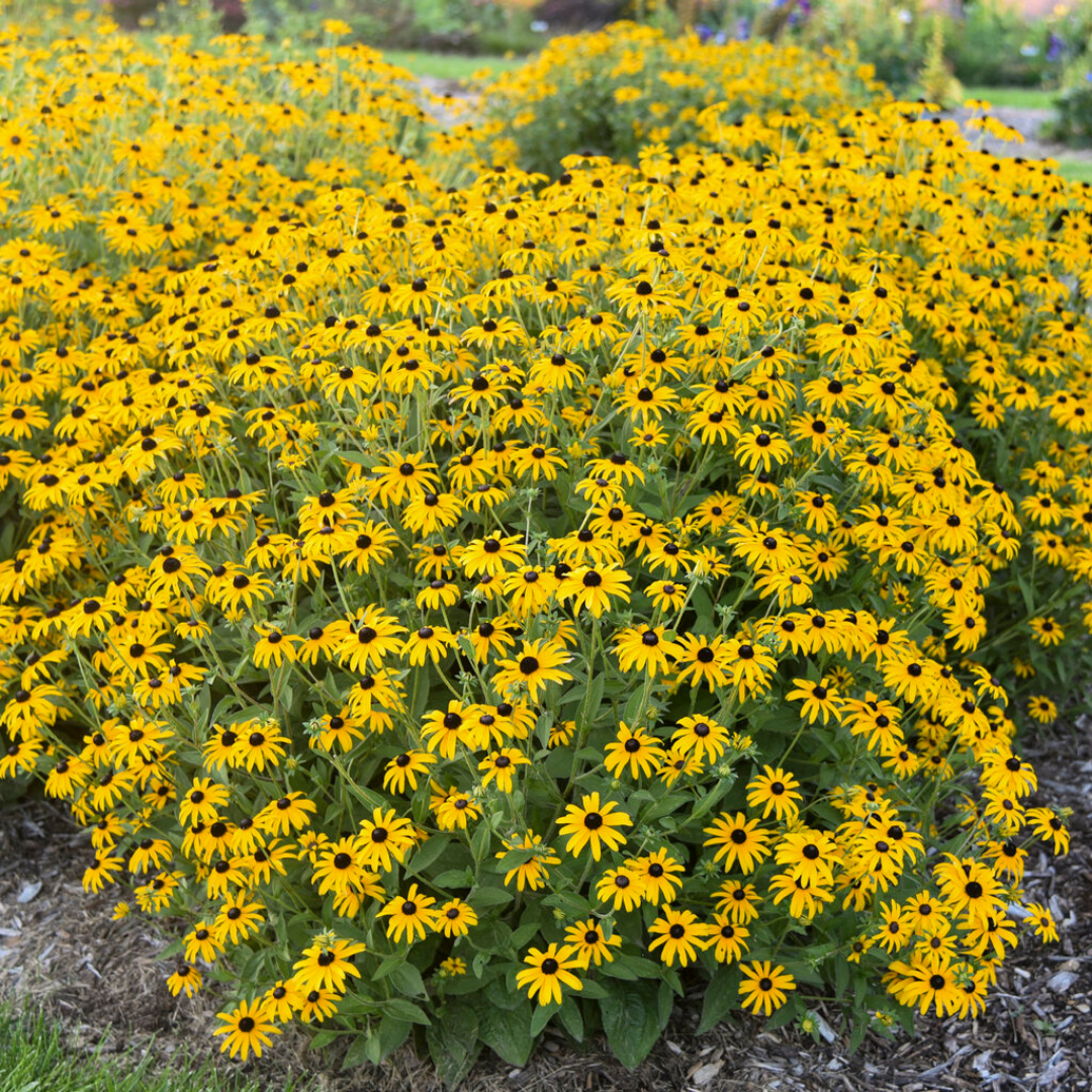 Rudbeckia 'Treasure Trove' (PW)