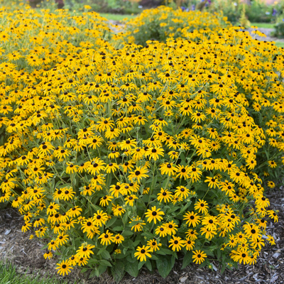 Rudbeckia 'Treasure Trove' (PW)