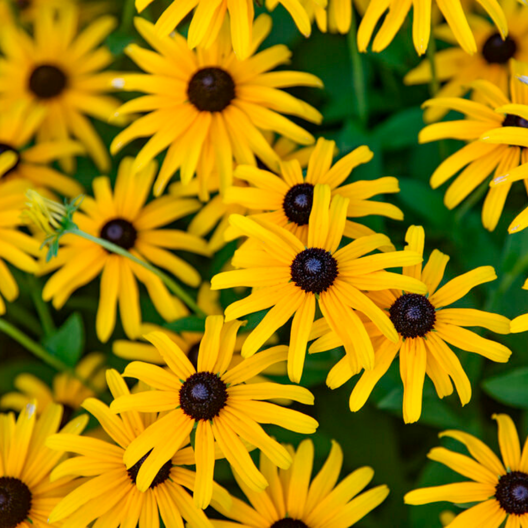 Rudbeckia 'Treasure Trove' (PW)