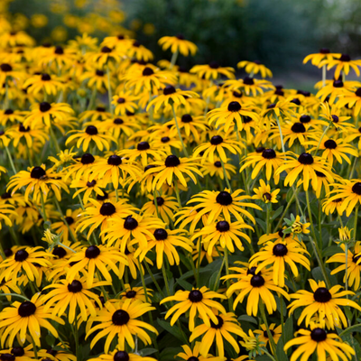 Rudbeckia 'Treasure Trove' (PW)