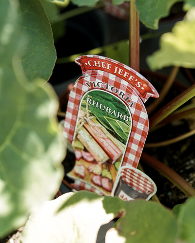 VEG - Rhubarb 'Victoria'
