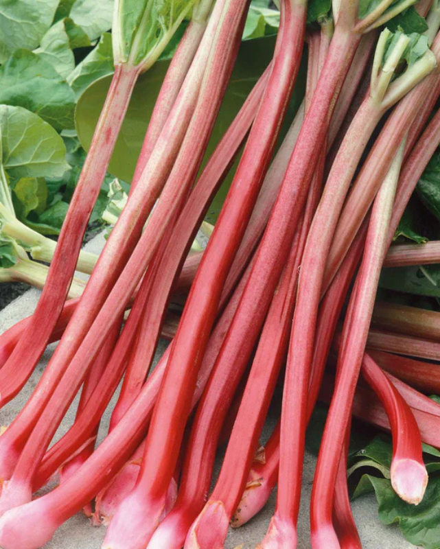 VEG - Rhubarb 'Victoria'