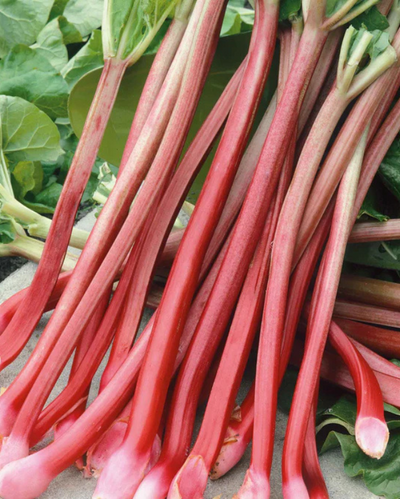 VEG - Rhubarb 'Victoria'
