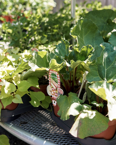 VEG - Rhubarb 'Victoria'